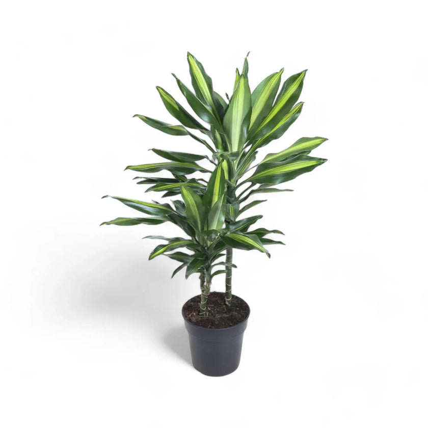 Dracaena fragrans 'Cintho' potted houseplant in nursery pot on white background, product photo 2.