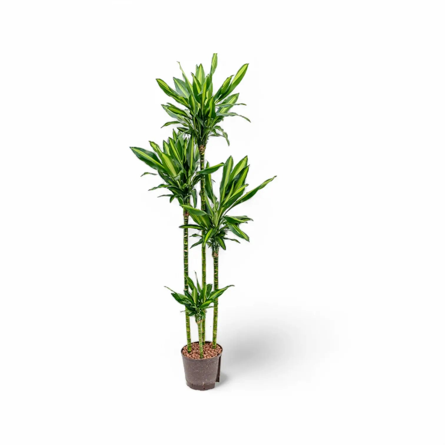 Dracaena fragrans 'Cintho' Zimmerpflanze im Anzuchttopf vor weißem Hintergrund, Produktfoto 5.