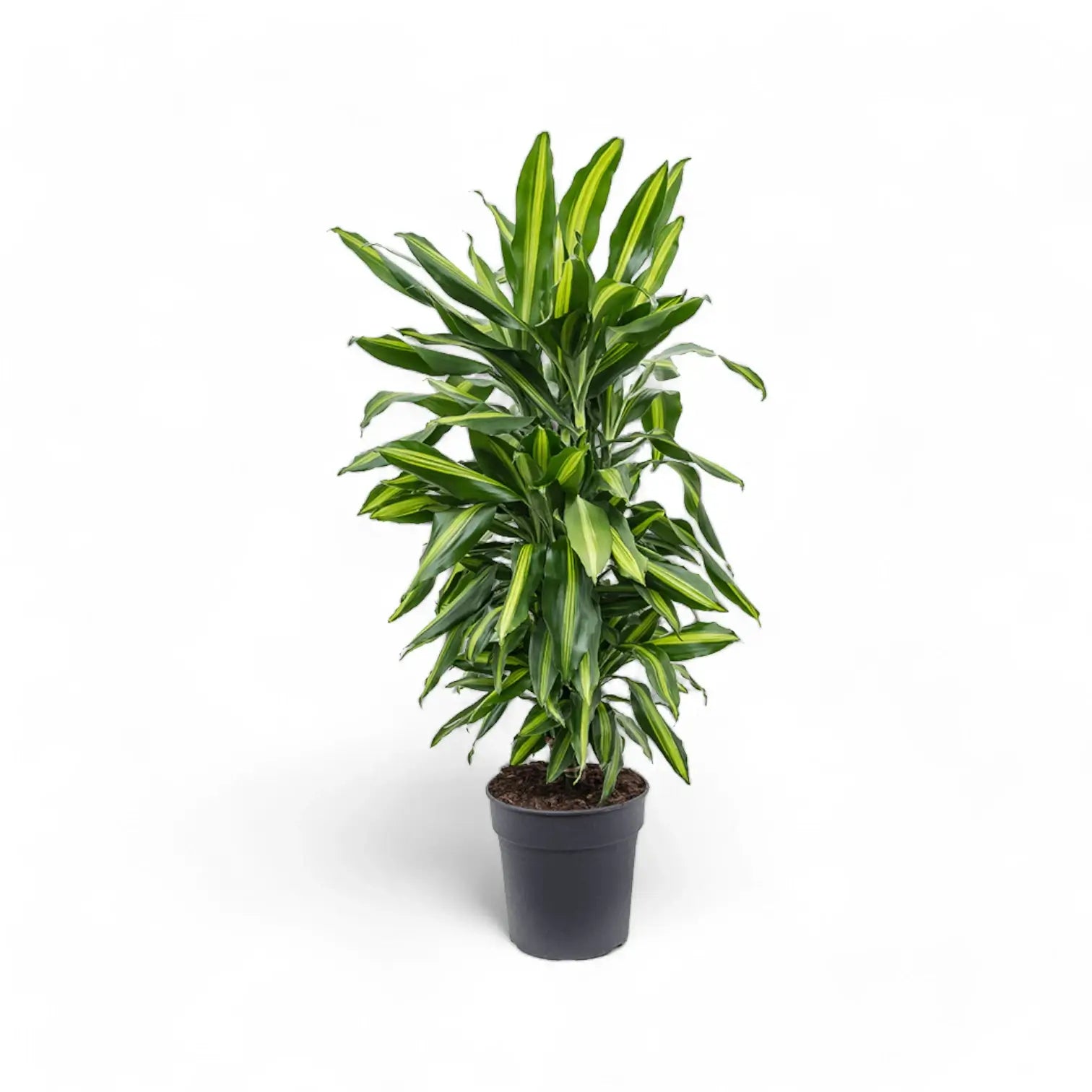 Dracaena fragrans 'Cintho' Zimmerpflanze im Anzuchttopf vor weißem Hintergrund, Produktfoto 7.