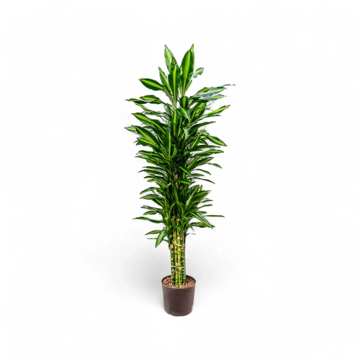 Dracaena fragrans 'Cintho' Zimmerpflanze im Anzuchttopf vor weißem Hintergrund, Produktfoto 8.