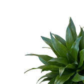 Dracaena fragrans 'Compacta' – Blattdetail vor weißem Hintergrund..