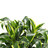 Dracaena fragrans 'Dorado' – Blattdetail vor weißem Hintergrund..