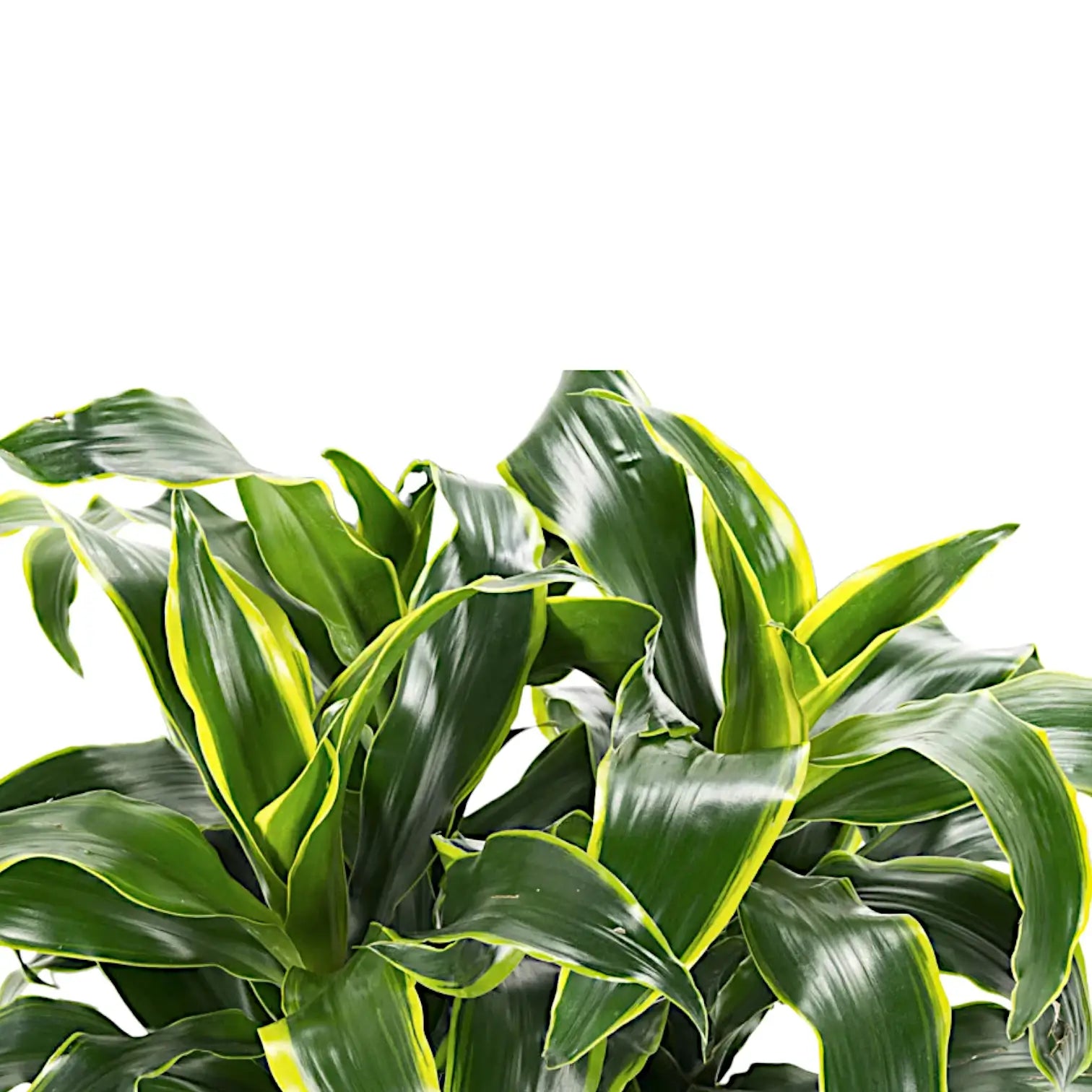 Dracaena fragrans 'Dorado' – Blattdetail vor weißem Hintergrund..