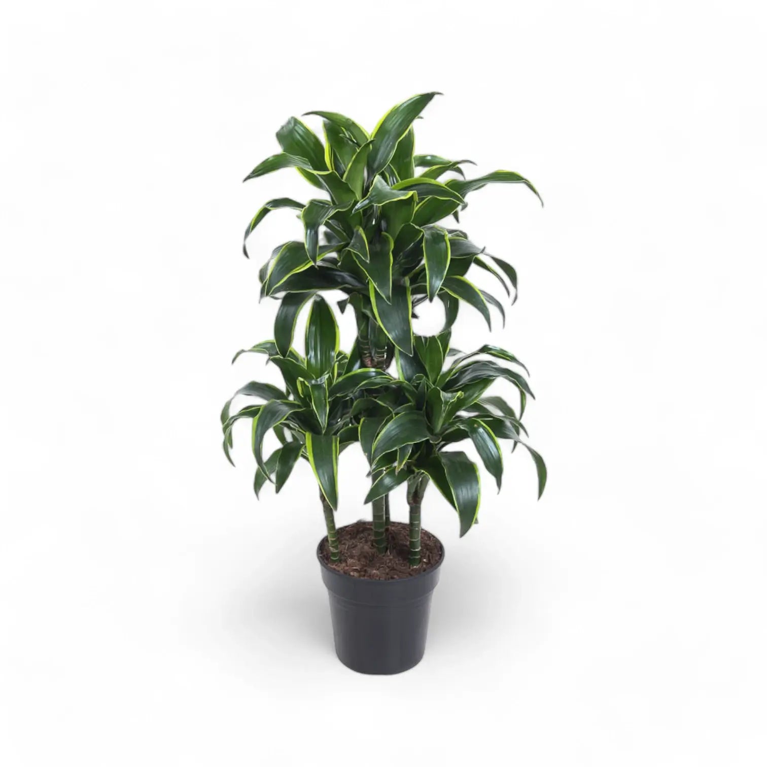 Dracaena fragrans 'Dorado' Zimmerpflanze im Anzuchttopf vor weißem Hintergrund, Produktfoto 7.