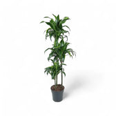Dracaena fragrans 'Dorado' Zimmerpflanze im Anzuchttopf vor weißem Hintergrund, Produktfoto 9.