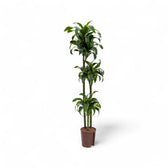 Dracaena fragrans 'Dorado' Zimmerpflanze im Anzuchttopf vor weißem Hintergrund, Produktfoto 10.