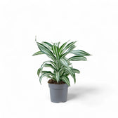 Dracaena fragrans 'Jade Jewel' potted houseplant in nursery pot on white background, product photo 2.