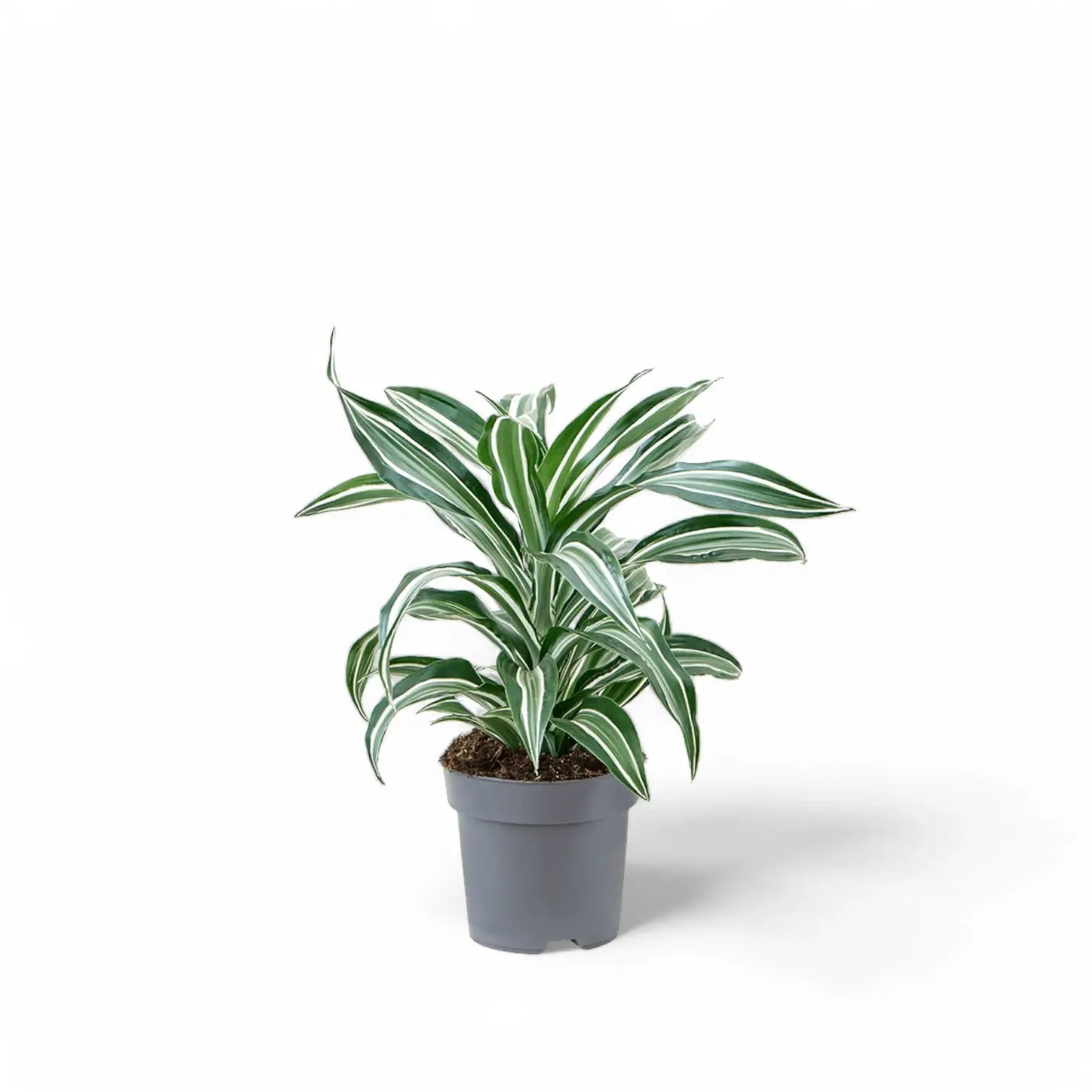 Dracaena fragrans 'Jade Jewel' potted houseplant in nursery pot on white background, product photo 2.