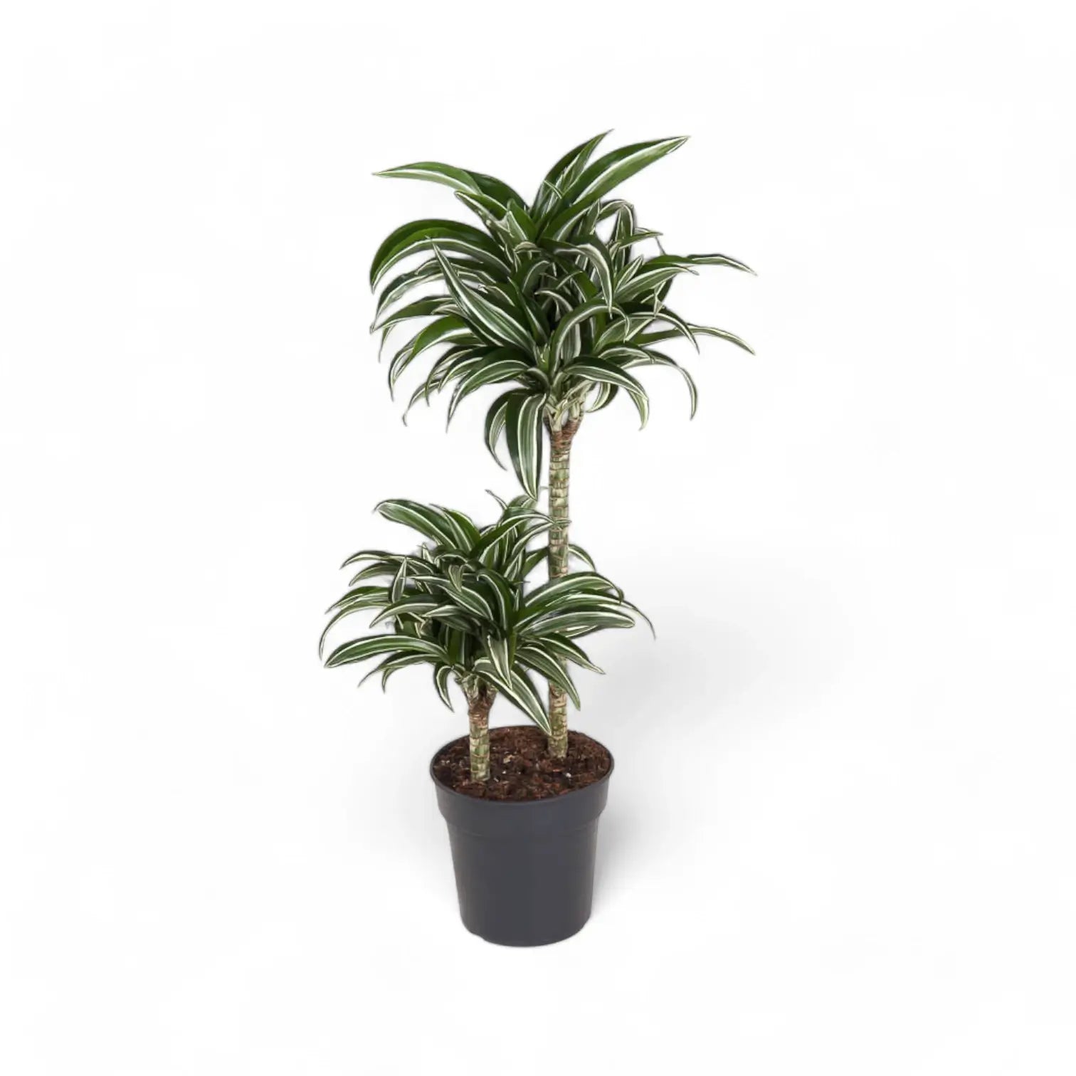 Dracaena fragrans 'Jade Jewel' potted houseplant in nursery pot on white background, product photo 3.