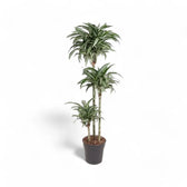 Dracaena fragrans 'Jade Jewel' potted houseplant in nursery pot on white background, product photo 4.