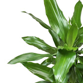Dracaena fragrans 'Janet Lind' – Blattdetail vor weißem Hintergrund..