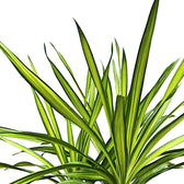 Dracaena fragrans ‘Rikki’ leaf close-up on white background.