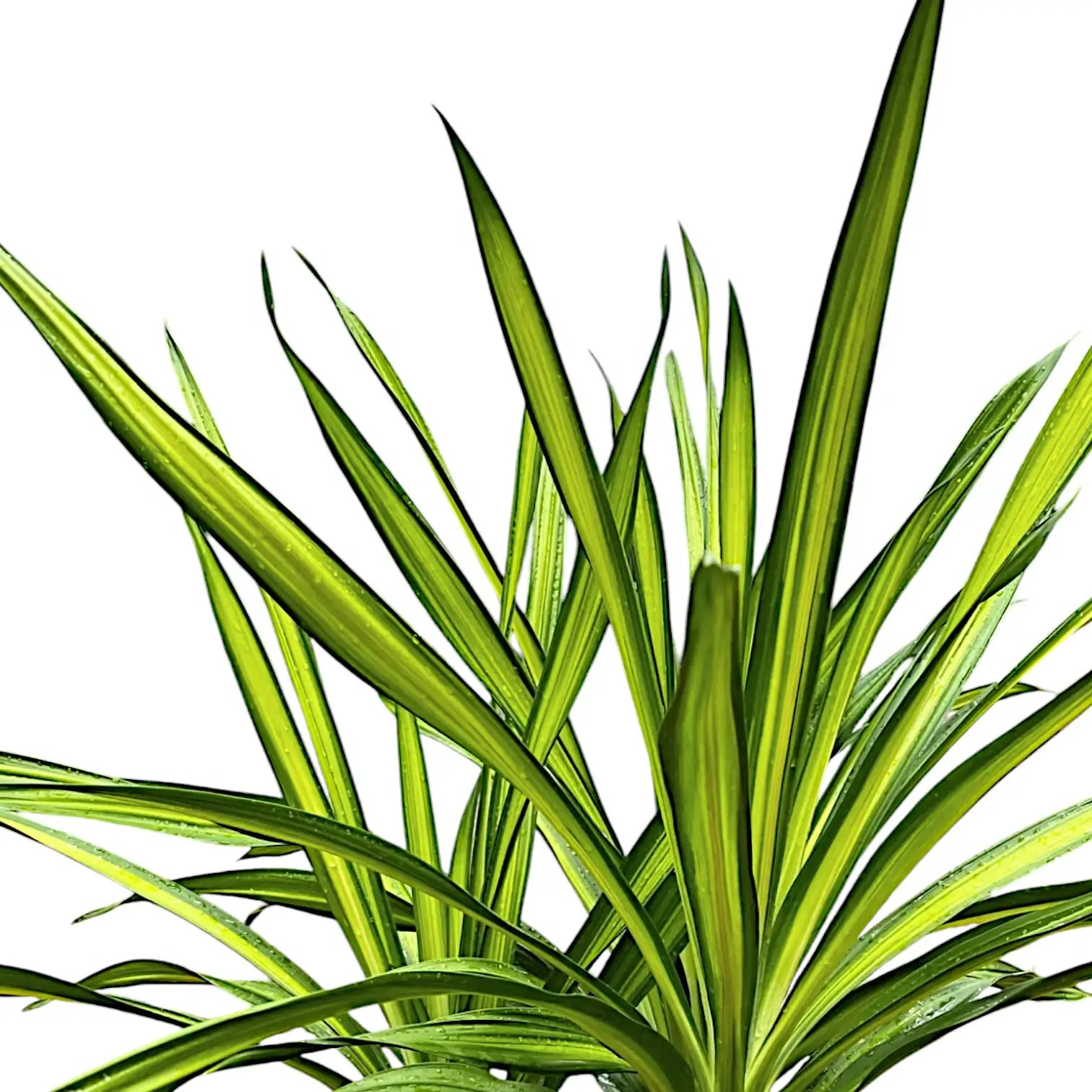 Dracaena fragrans ‘Rikki’ leaf close-up on white background.