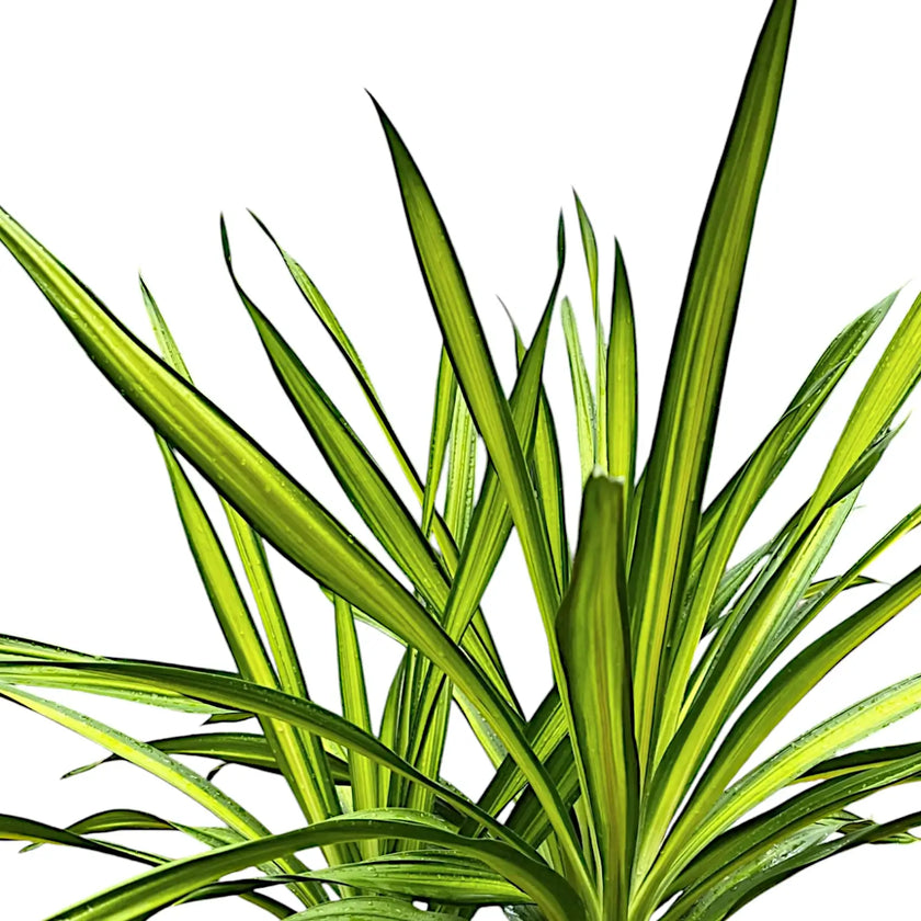 Dracaena fragrans ‘Rikki’ leaf close-up on white background.