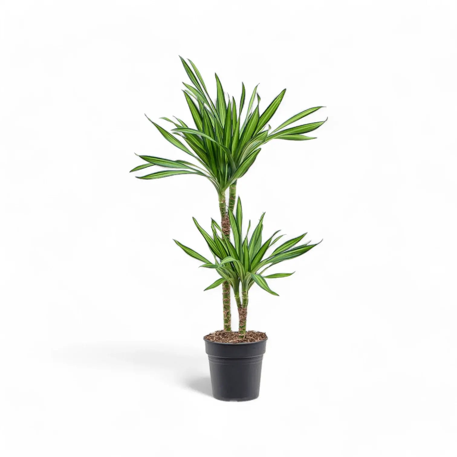 Dracaena fragrans ‘Rikki’ potted houseplant in nursery pot on white background, product photo 2.