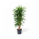 Dracaena fragrans ‘Rikki’ potted houseplant in nursery pot on white background, product photo 5.