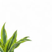 Dracaena fragrans 'Surprise' – Blattdetail vor weißem Hintergrund..