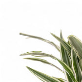 Dracaena fragrans ‘White stripe’ – Blattdetail vor weißem Hintergrund..