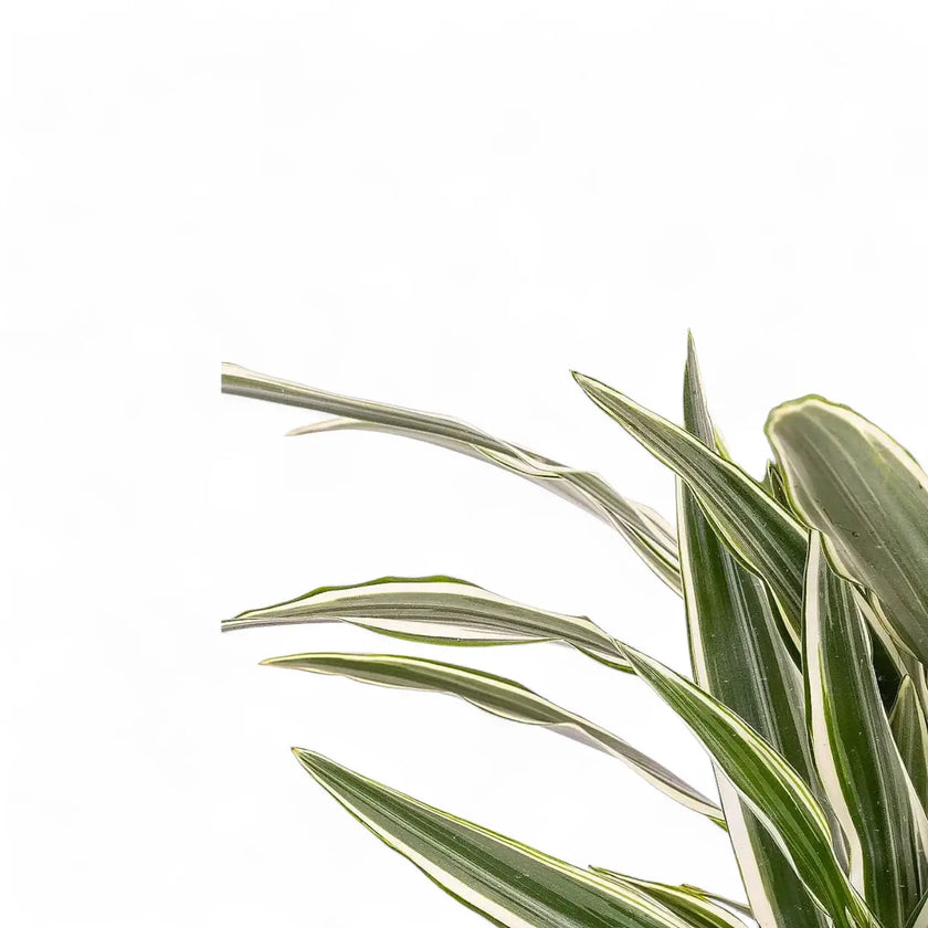 Dracaena fragrans ‘White stripe’ – Blattdetail vor weißem Hintergrund..