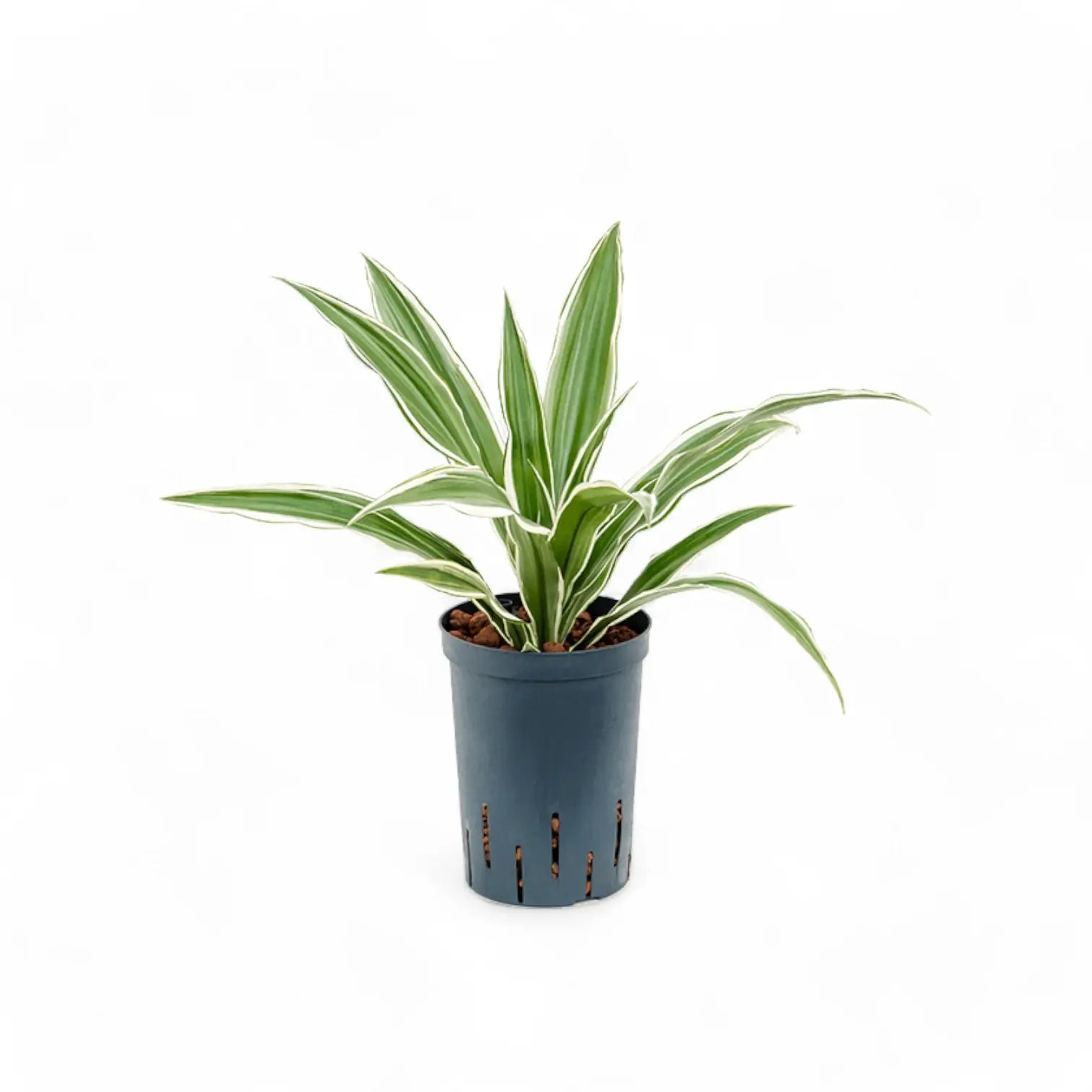 Dracaena fragrans ‘White stripe’ Zimmerpflanze im Anzuchttopf vor weißem Hintergrund, Produktfoto 2.