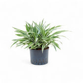 Dracaena fragrans ‘White stripe’ Zimmerpflanze im Anzuchttopf vor weißem Hintergrund, Produktfoto 3.