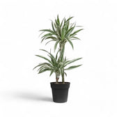 Dracaena fragrans ‘White stripe’ Zimmerpflanze im Anzuchttopf vor weißem Hintergrund, Produktfoto 4.