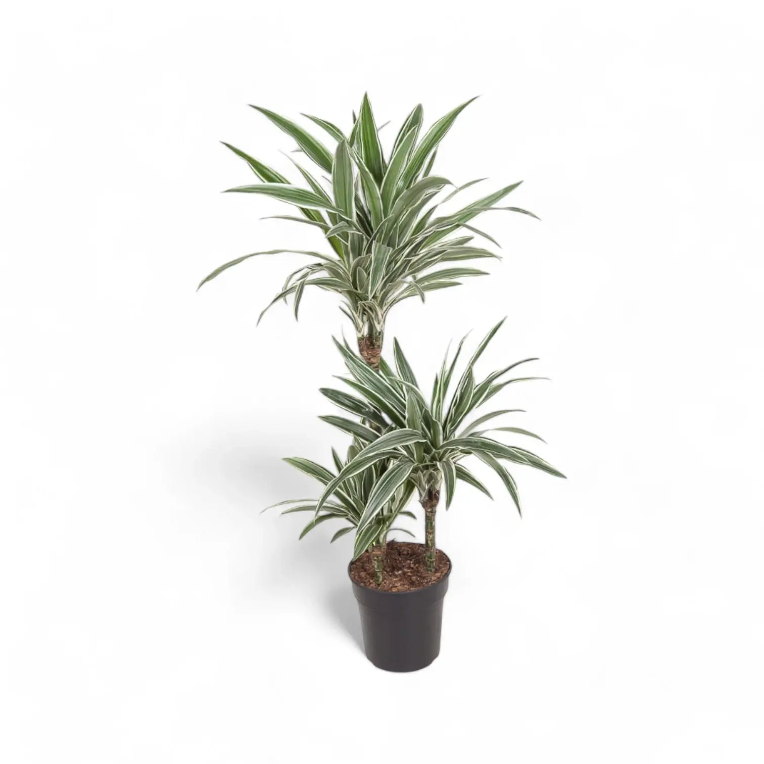 Dracaena fragrans ‘White stripe’ Zimmerpflanze im Anzuchttopf vor weißem Hintergrund, Produktfoto 5.