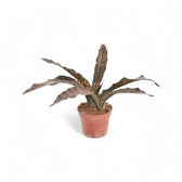 Dracaena pethera (Sansevieria) var. pulchra 'Coppertone' potted houseplant in nursery pot on white background, product photo 2.