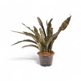 Dracaena pethera (Sansevieria) var. pulchra 'Coppertone' potted houseplant in nursery pot on white background, product photo 3.