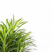 Dracaena reflexa 'Anita' leaf close-up on white background.