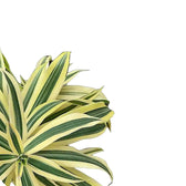 Dracaena reflexa 'Song Of India' leaf close-up on white background.