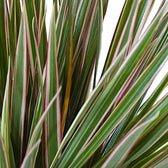 Dracaena reflexa var. angustifolia 'Bicolor' leaf close-up on white background.