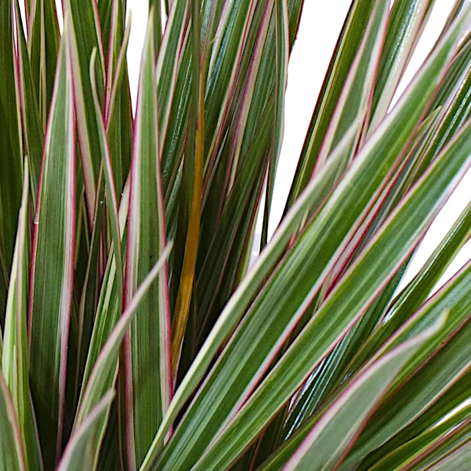 Dracaena reflexa var. angustifolia 'Bicolor' leaf close-up on white background.