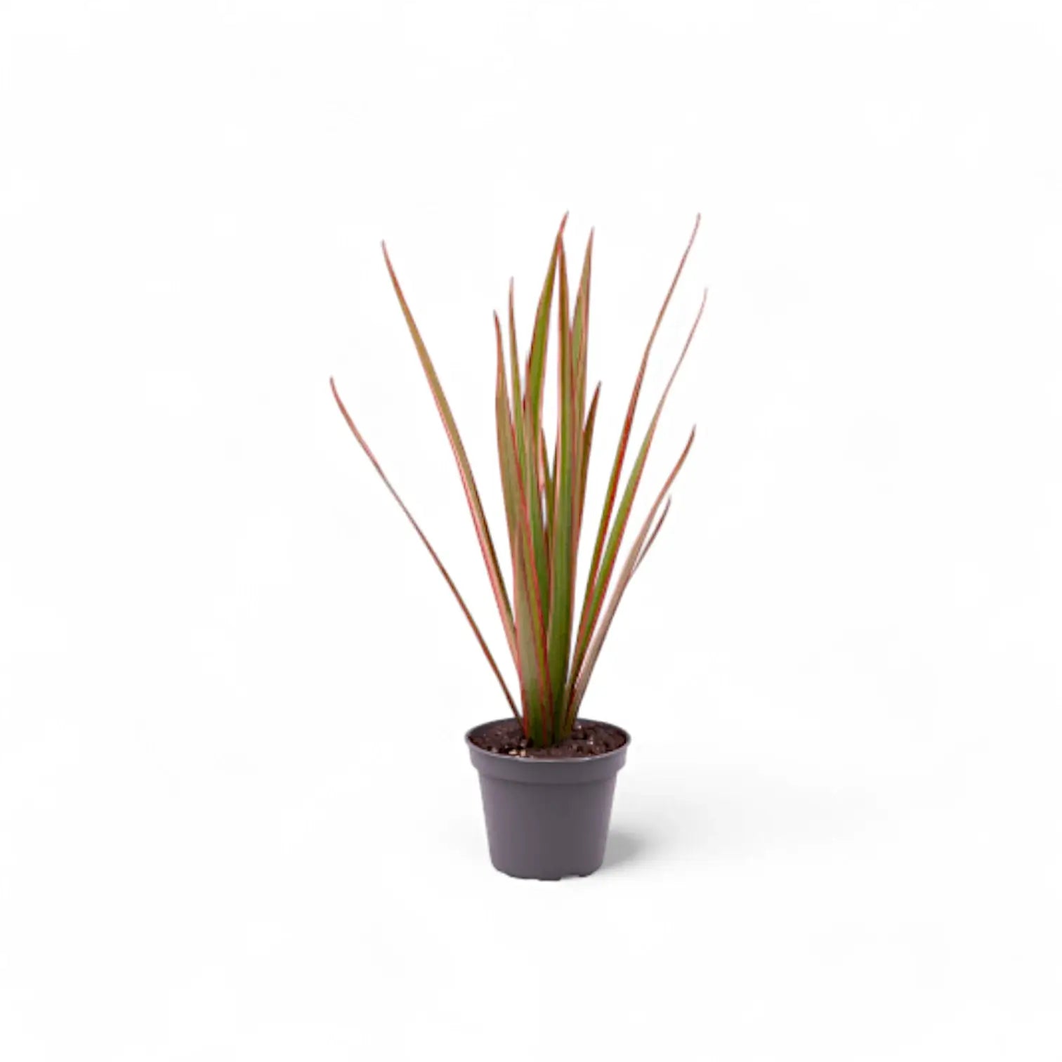Dracaena reflexa var. angustifolia 'Bicolor' potted houseplant in nursery pot on white background, product photo 2.