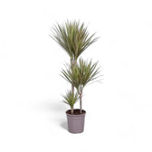 Dracaena reflexa var. angustifolia 'Bicolor' potted houseplant in nursery pot on white background, product photo 4.