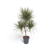 Dracaena reflexa var. angustifolia 'Bicolor' potted houseplant in nursery pot on white background, product photo 6.