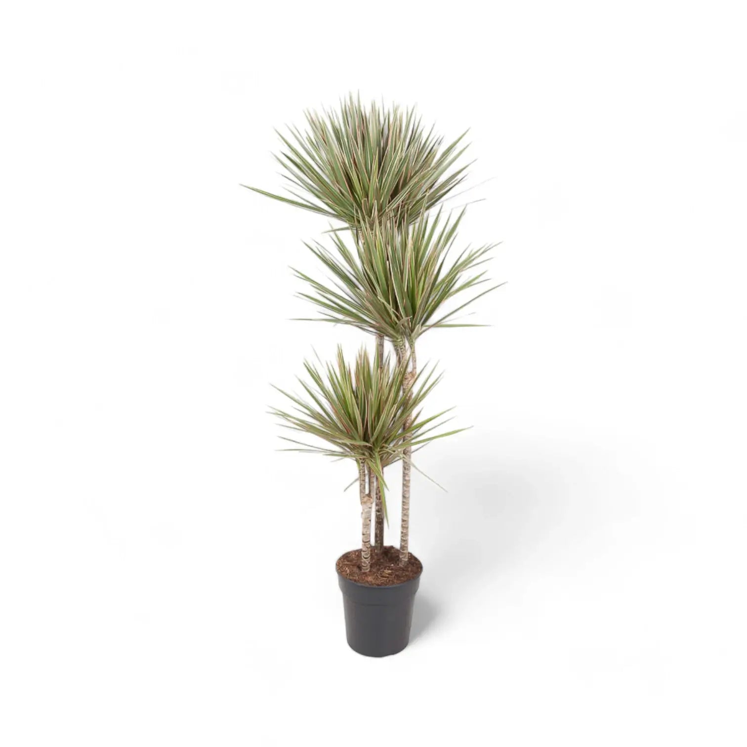 Dracaena reflexa var. angustifolia 'Bicolor' potted houseplant in nursery pot on white background, product photo 7.
