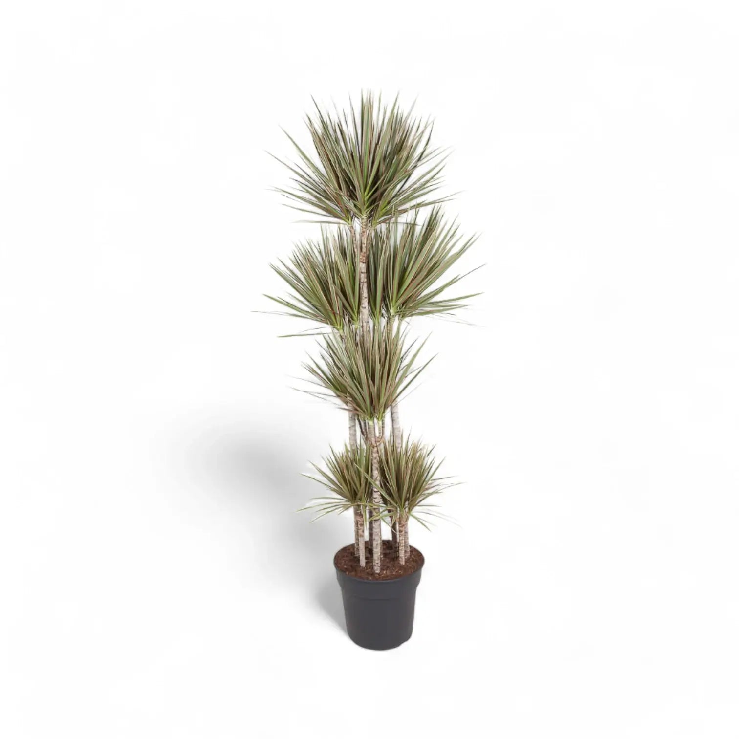 Dracaena reflexa var. angustifolia 'Bicolor' potted houseplant in nursery pot on white background, product photo 8.