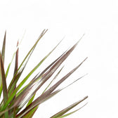 Dracaena reflexa var. angustifolia 'Magenta' leaf close-up on white background.