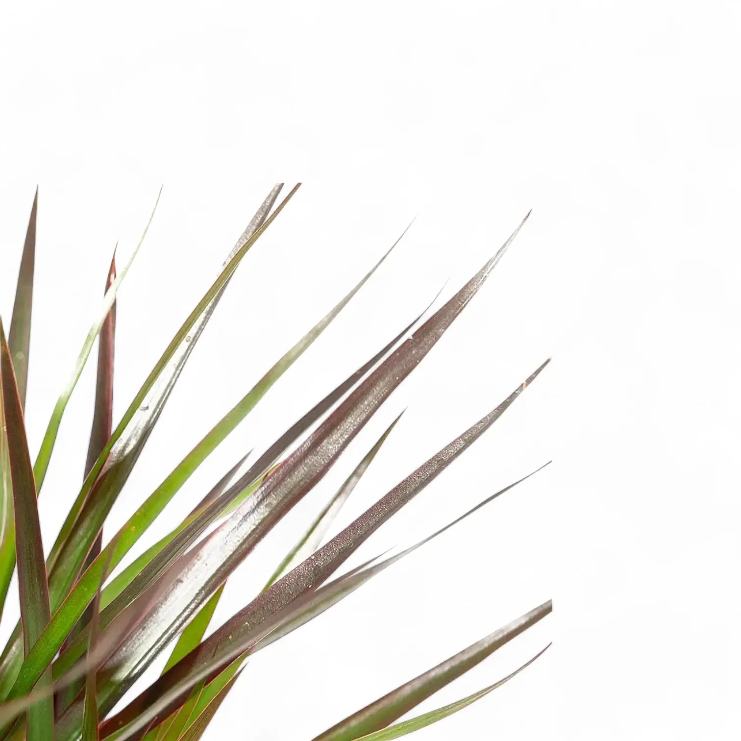 Dracaena reflexa var. angustifolia 'Magenta' leaf close-up on white background.