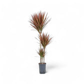 Dracaena reflexa var. angustifolia 'Red' potted houseplant in nursery pot on white background, product photo 2.