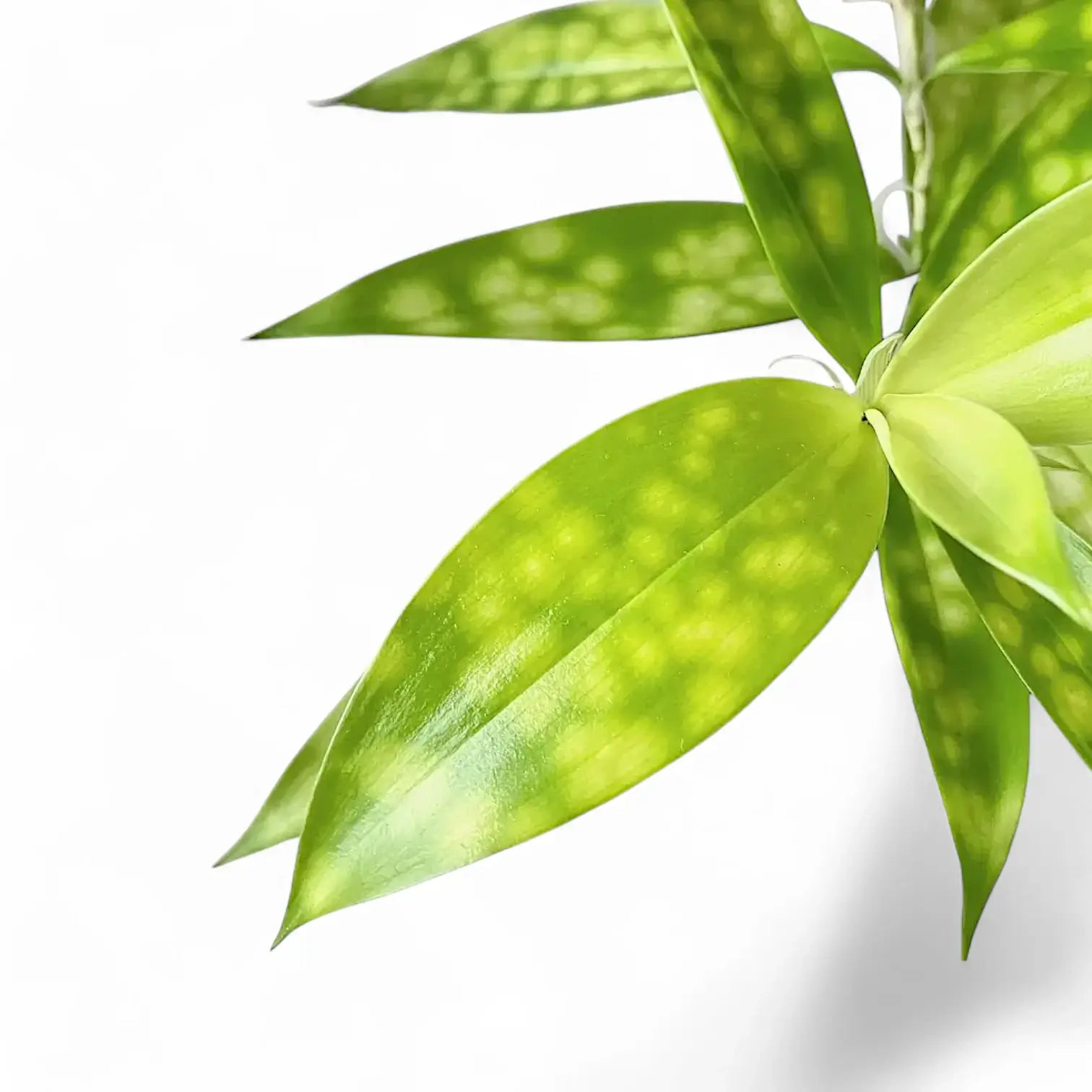 Dracaena surculosa – Blattdetail vor weißem Hintergrund..