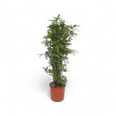 Dracaena surculosa Zimmerpflanze im Anzuchttopf vor weißem Hintergrund, Produktfoto 8.