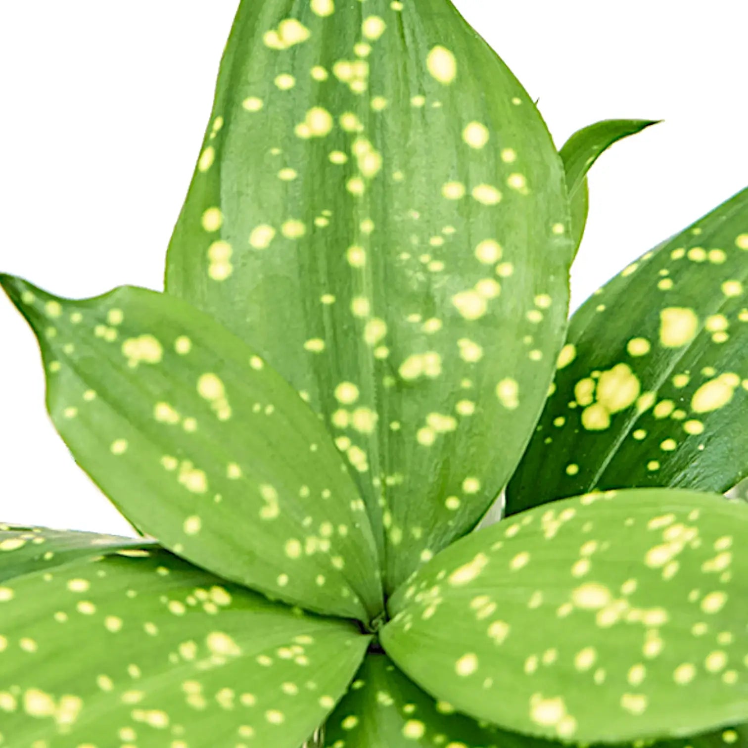 Dracaena surculosa var. surculosa 'Florida beauty' leaf close-up on white background.