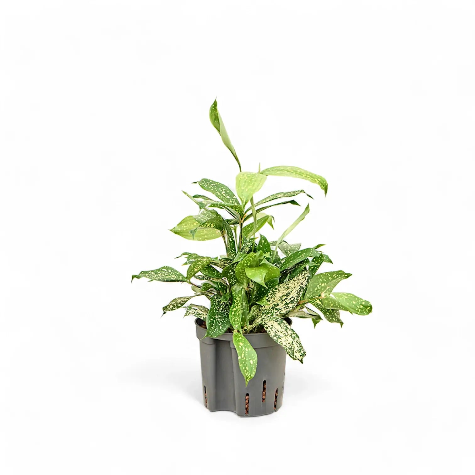 Dracaena surculosa var. surculosa 'Florida beauty' potted houseplant in nursery pot on white background, product photo 3.