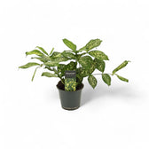 Dracaena surculosa var. surculosa 'Florida beauty' potted houseplant in nursery pot on white background, product photo 5.