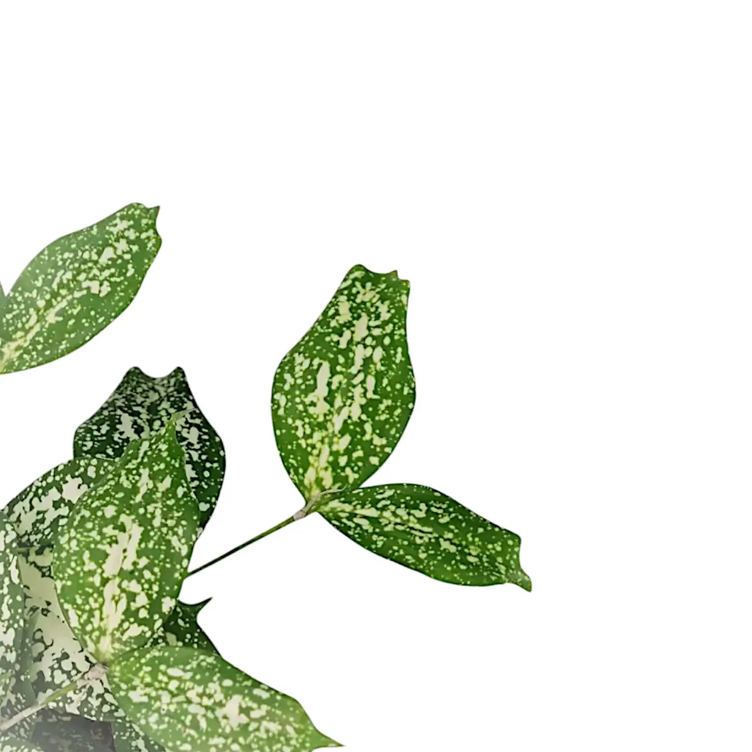 Dracaena surculosa var. surculosa 'Florida beauty' potted houseplant in nursery pot on white background, product photo 6.