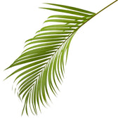 Dypsis lutescens leaf close-up on white background.