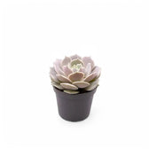 Echeveria 'Lola' potted houseplant in nursery pot on white background, product photo 2.
