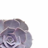 Echeveria 'Pollux' leaf close-up on white background.